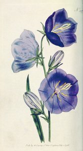 Ferskenfarvet Klokkeblomst eller Campanula (Campanula persicifolia var. maxima), tallerken 397 fra William Curtis The Botanical Magazine (eller Flower Garden Displayed), pub. 1792